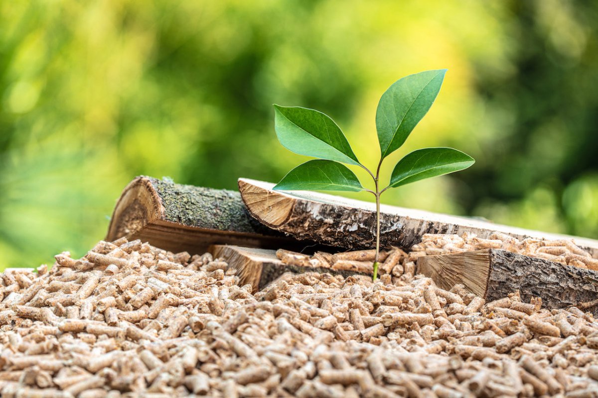 Menjamin Biomassa Berkelanjutan: Manfaat dan Pentingnya Sertifikasi Green Gold Label (GGL) - OSCARLIVING